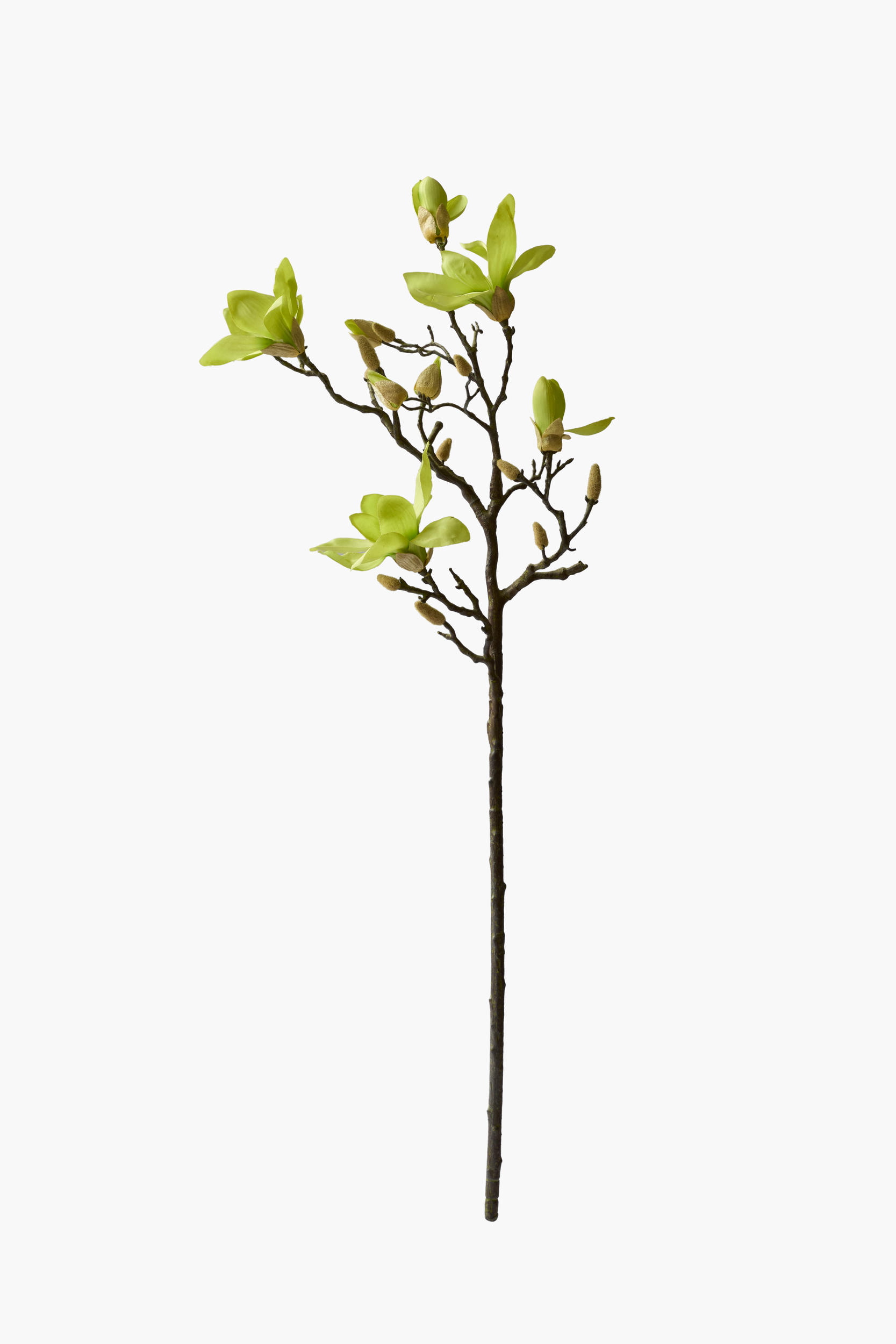 Large Branch Yulan Magnolia - Green (Thick Stem)